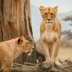 Lions of Africa protesting against Disney